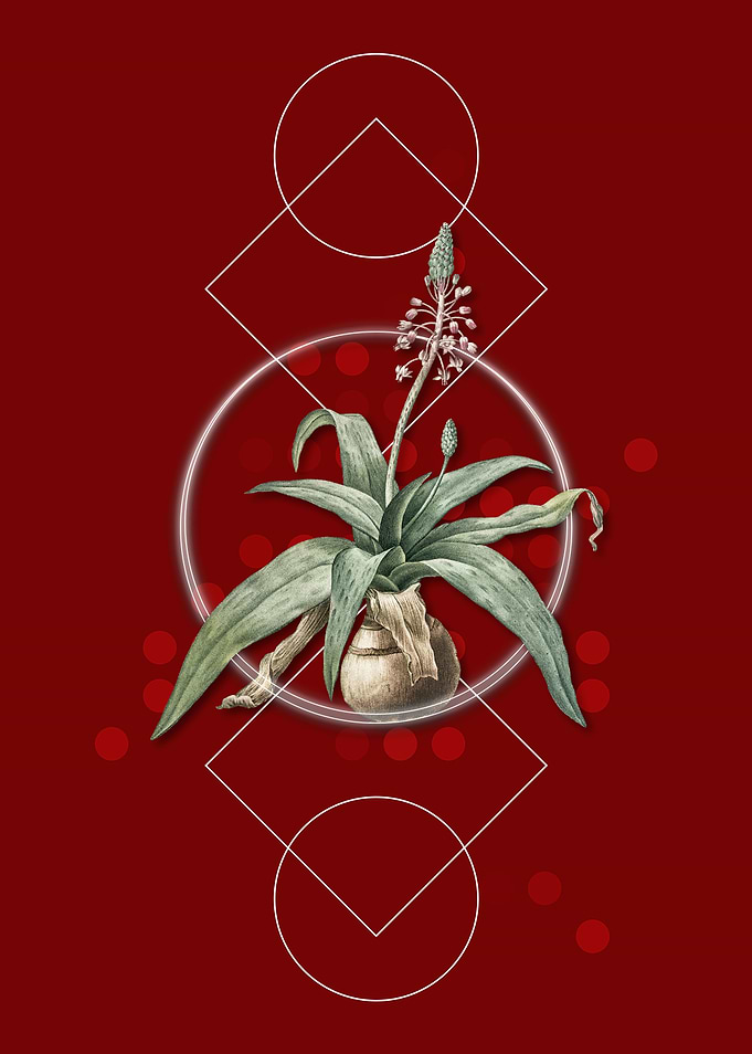 Lachenalia Lanceaefolia