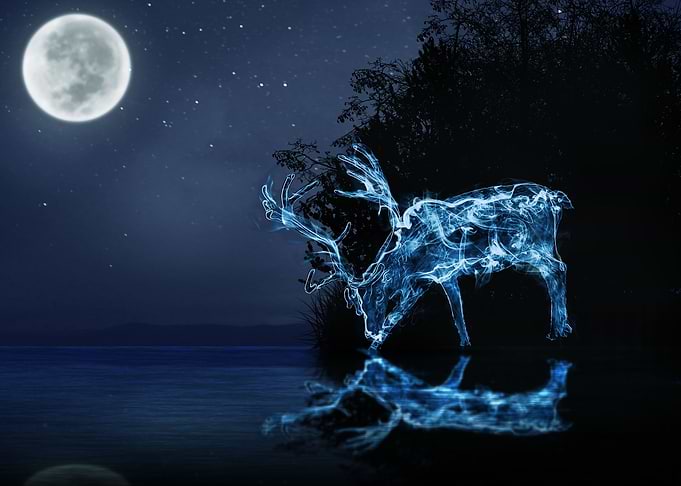 Deer