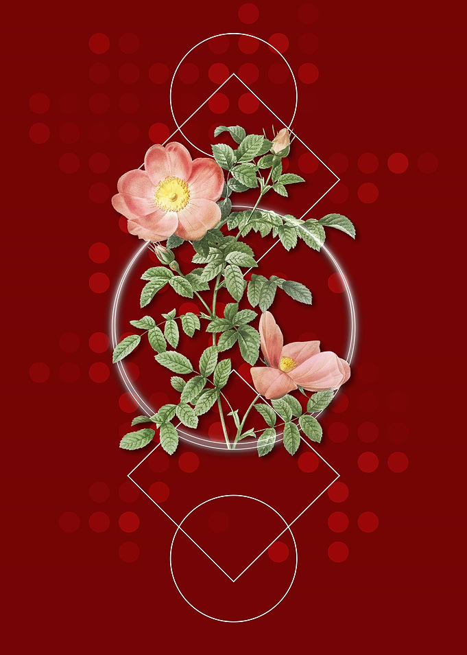 Red Sweetbriar Rose Flower