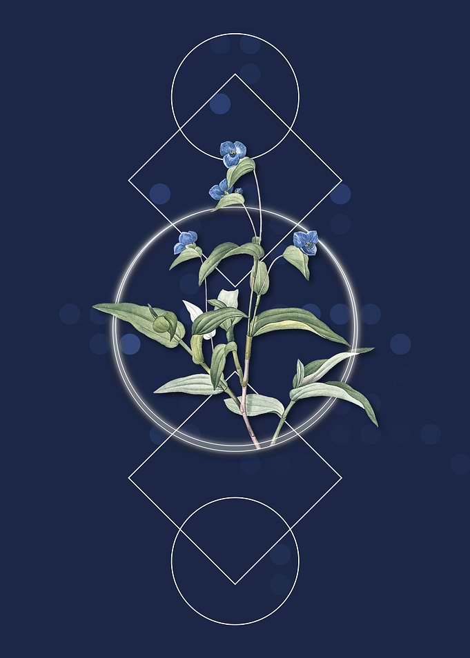 Vintage Blue Spiderwort