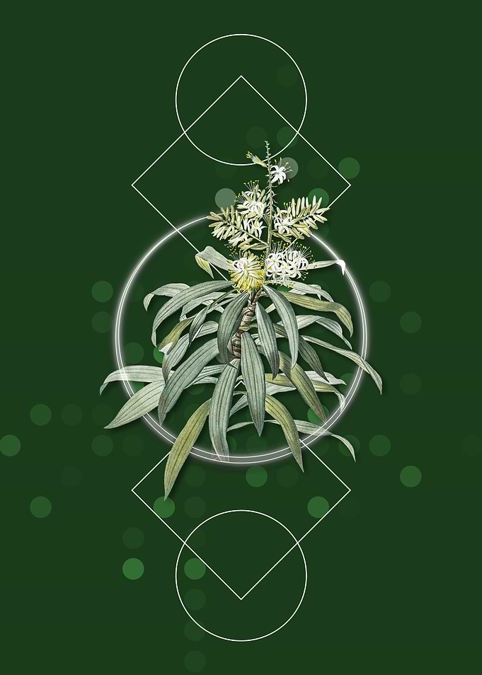 Vintage Pleomele Flower