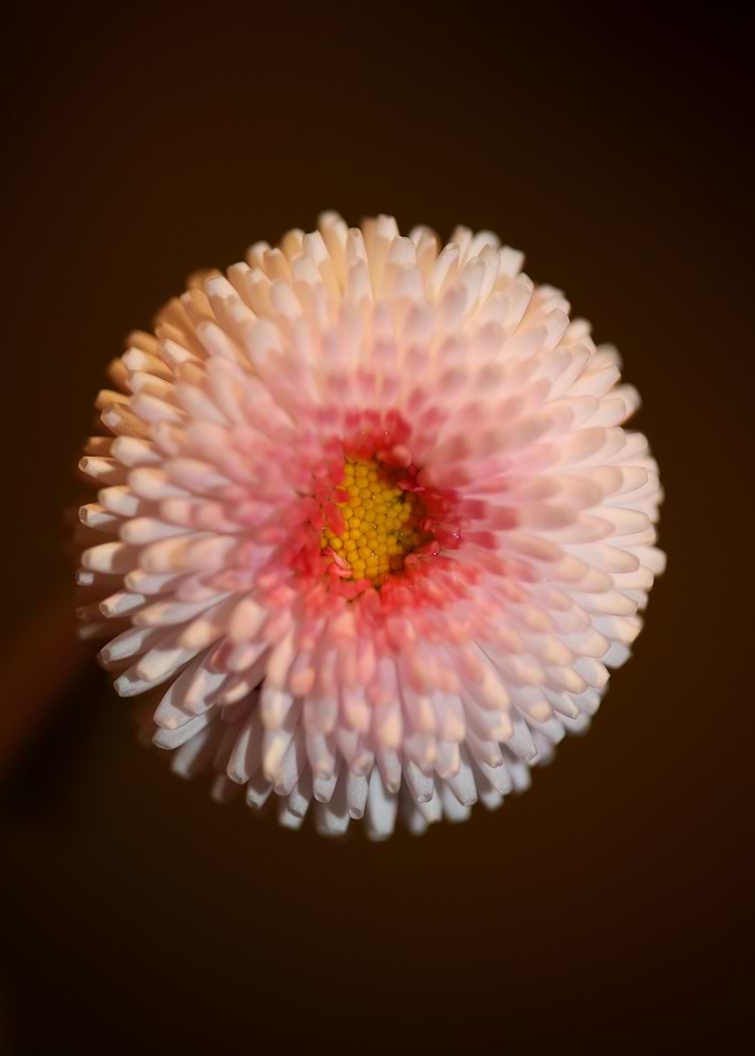 Bellis perennis flowering