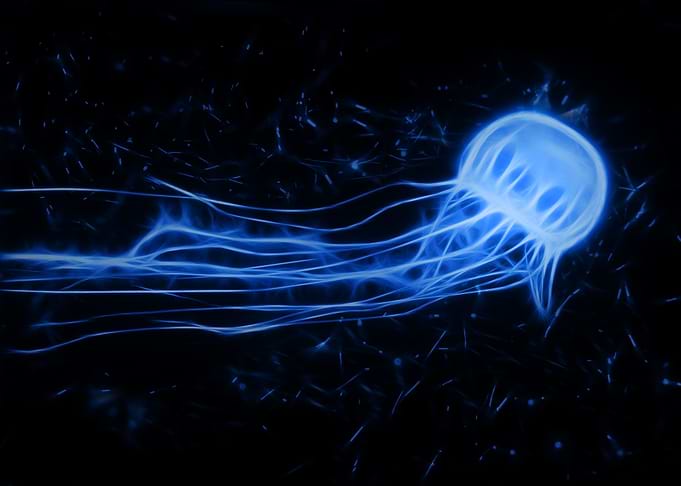 Jellyfish