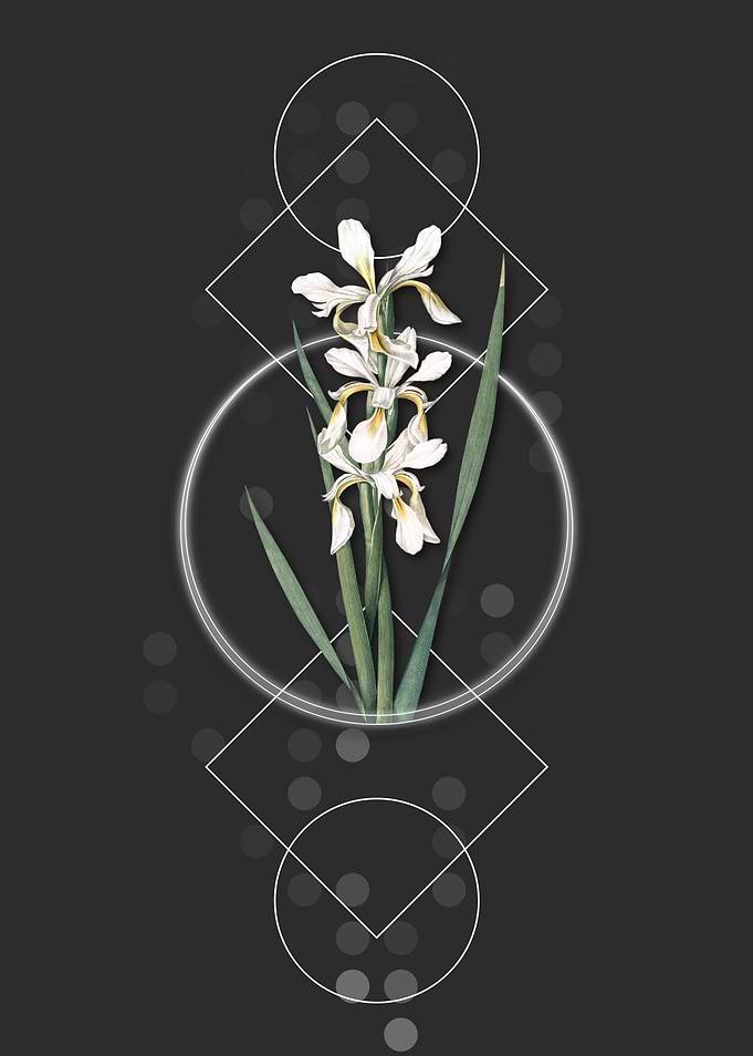 Vintage Yellow Banded Iris