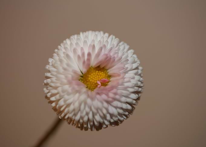 Bellis perennis blossoming