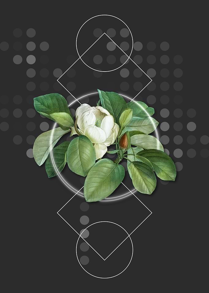 Vintage Magnolia Elegans