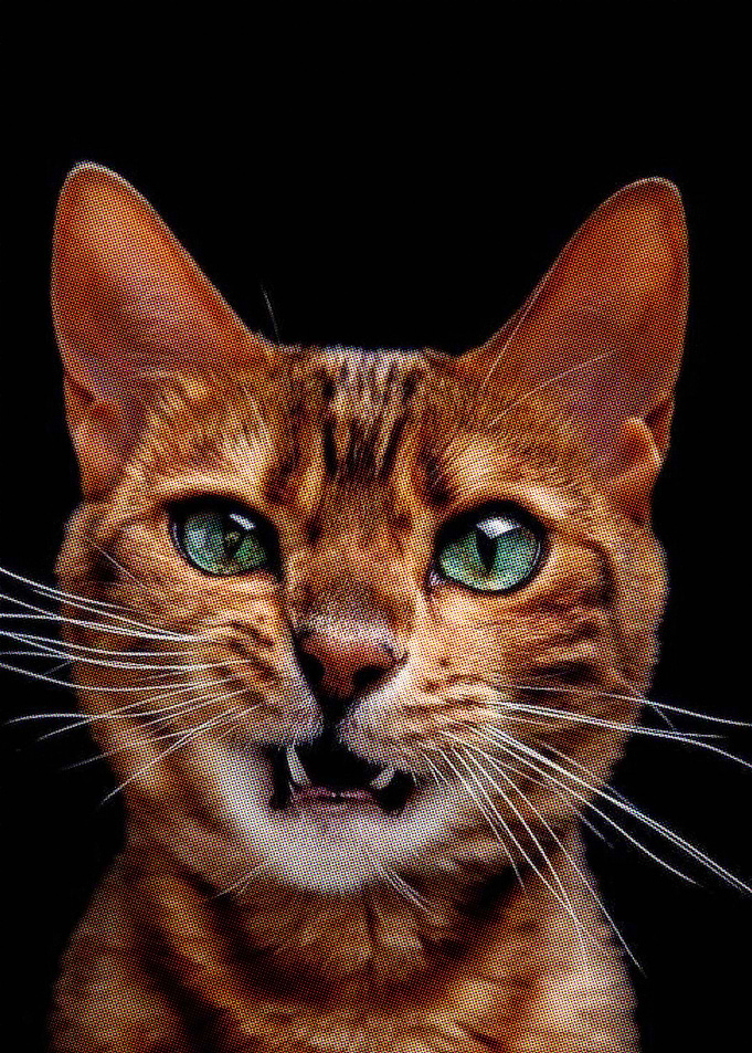 orange cat