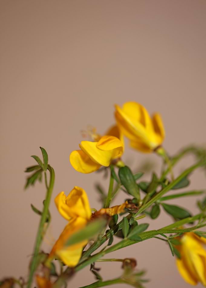 Spartium jenceum close up