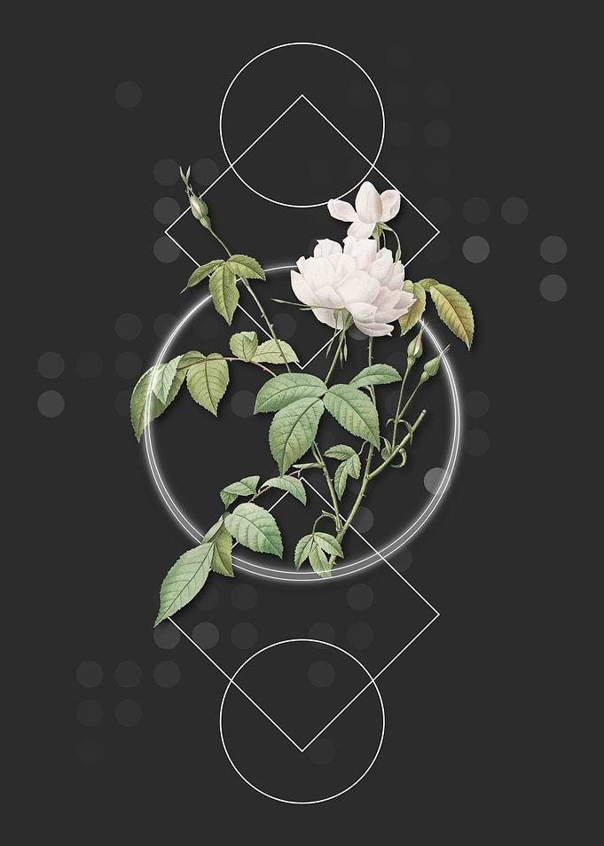 Vintage White Bengal Rose