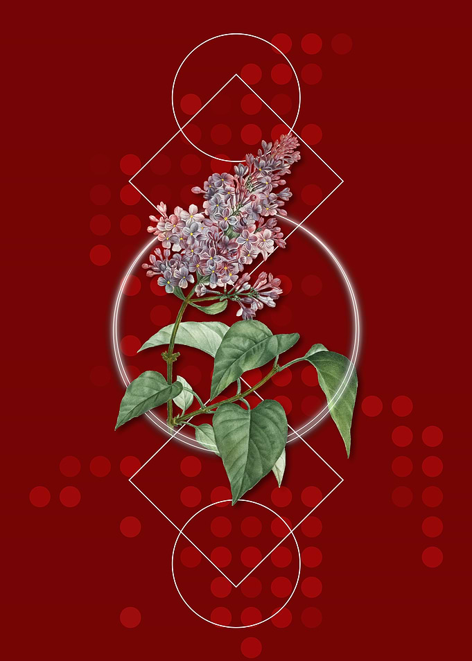 Common Pink Lilac Plant