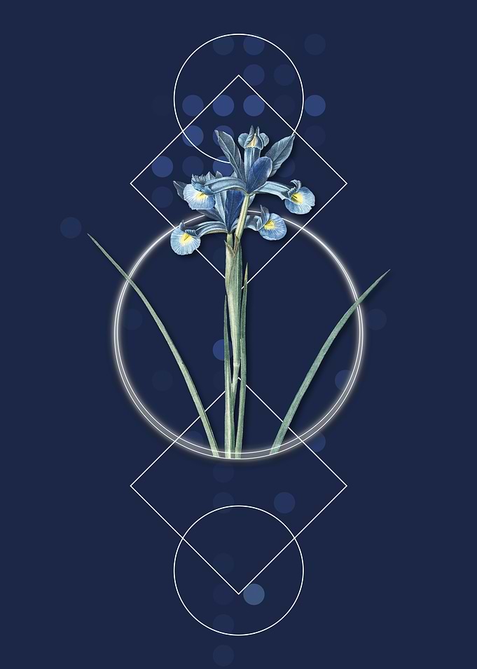 Vintage Spanish Iris