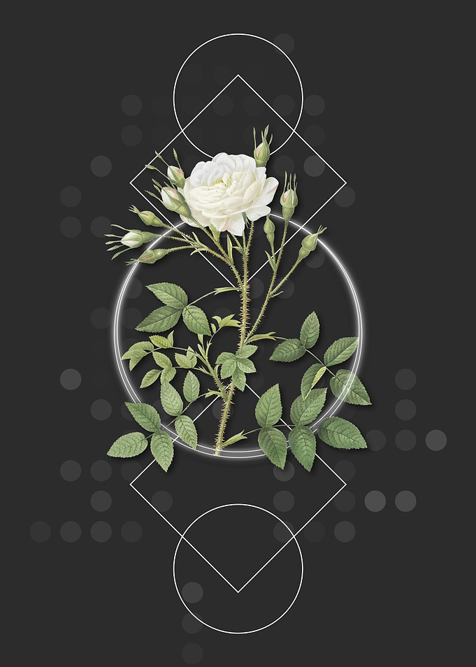 White Rose of Rosenberg