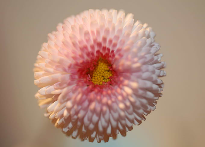 Bellis flowering close up