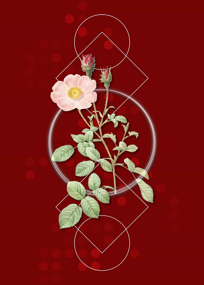 Vintage Sparkling Rose