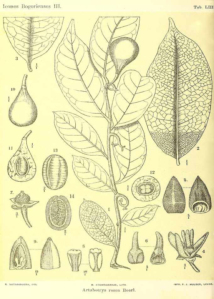 Artabotrys rosea