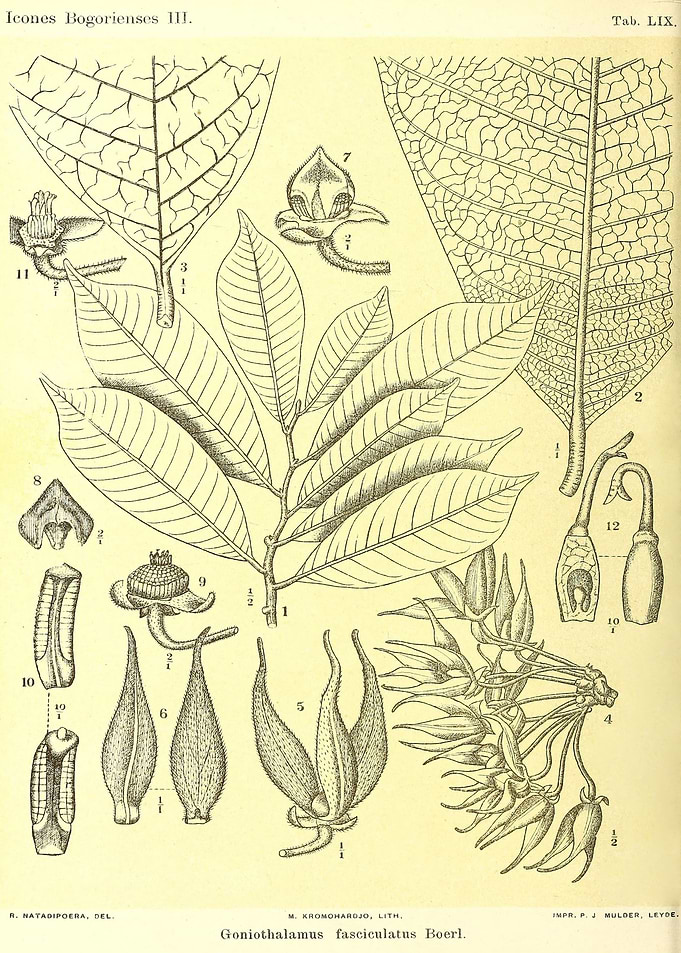 Goniothalamus fasciculatus