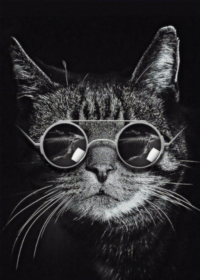 black cat