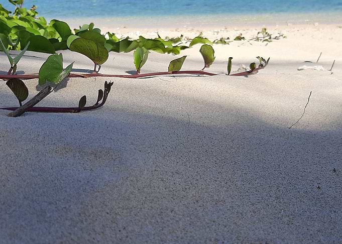 plage