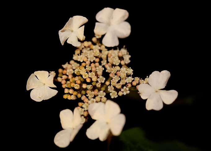 Viburnum flower blossoming