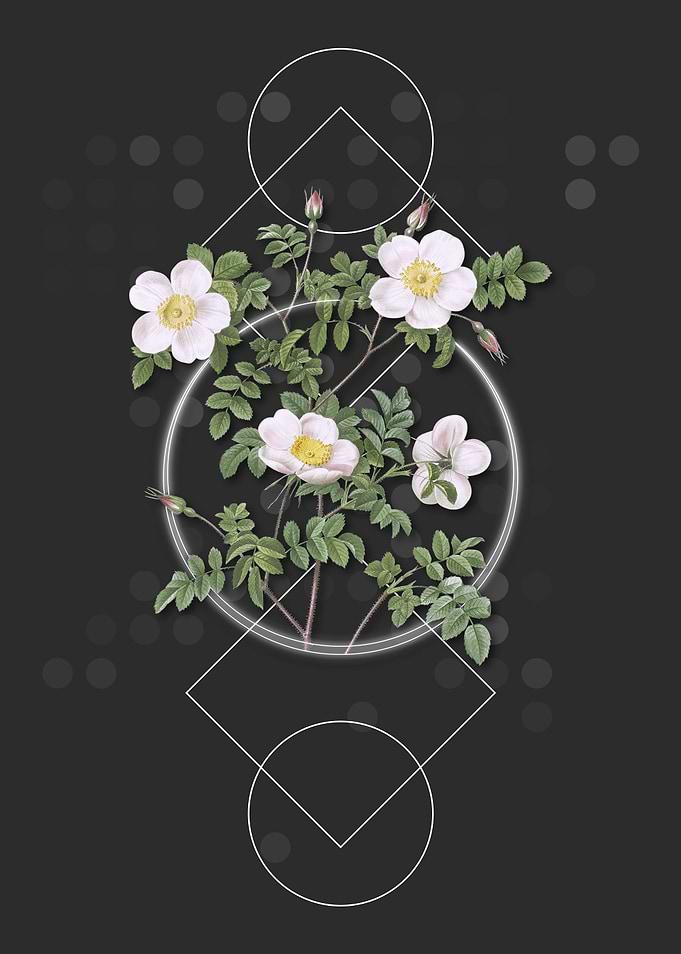 White Candolles Rose