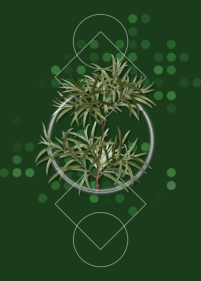 Geometric Bitter Willow