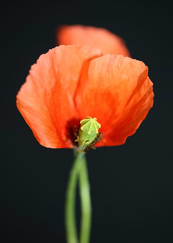 Red wild papaver flowering