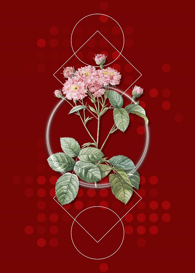 Vintage Pink Rosebush