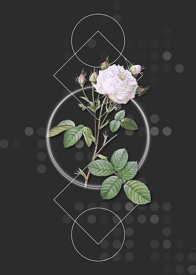 White Provence Rose Flower