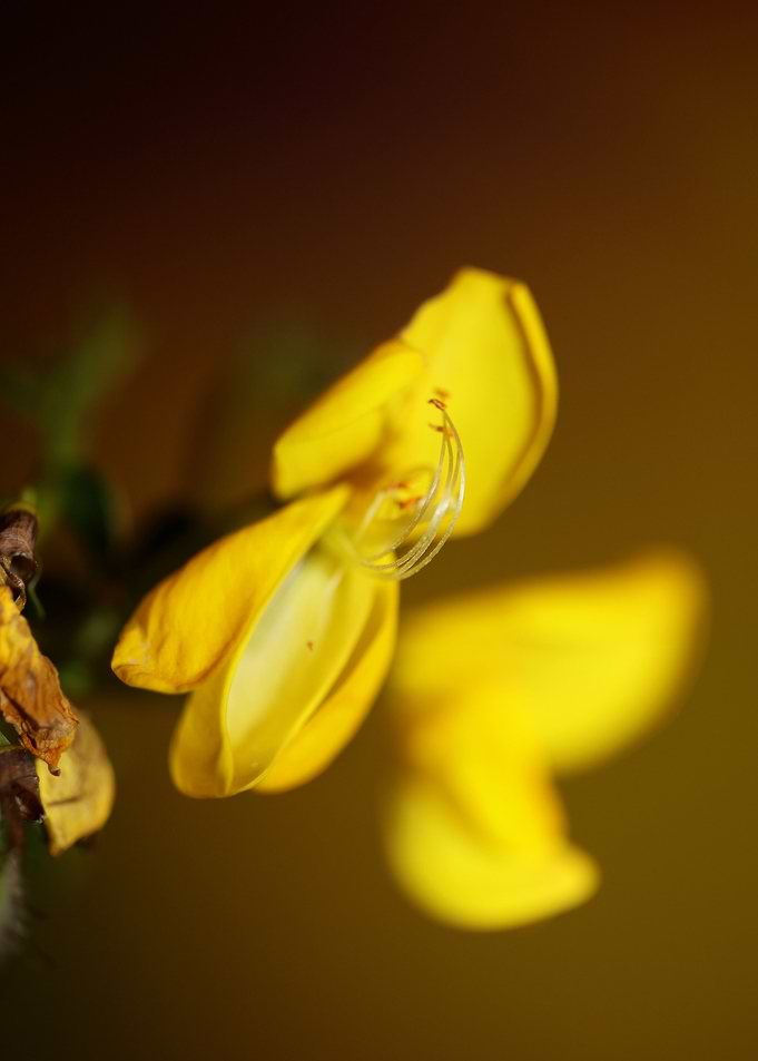 Spartium jenceum flowering