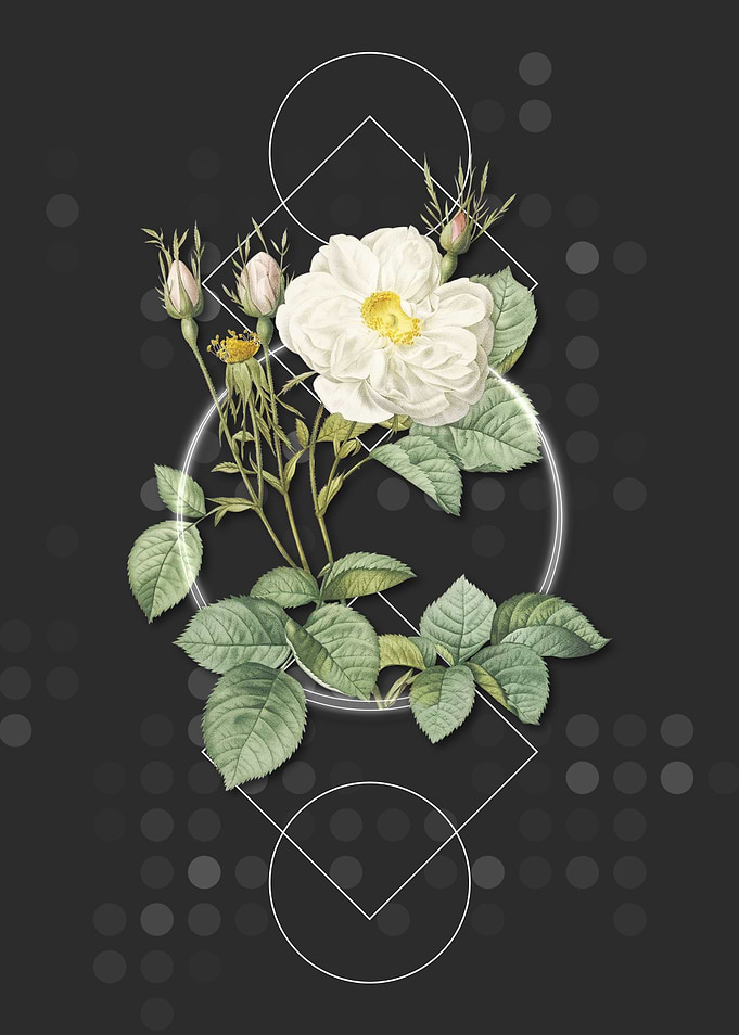 Vintage White Rose of York