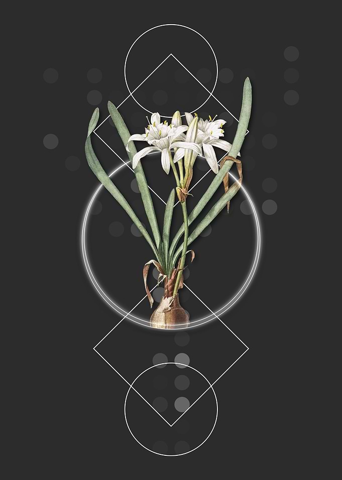 Vintage Sea Daffodil