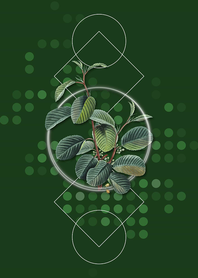 Alpine Buckthorn Plant