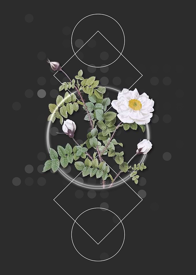 Vintage White Burnet Roses