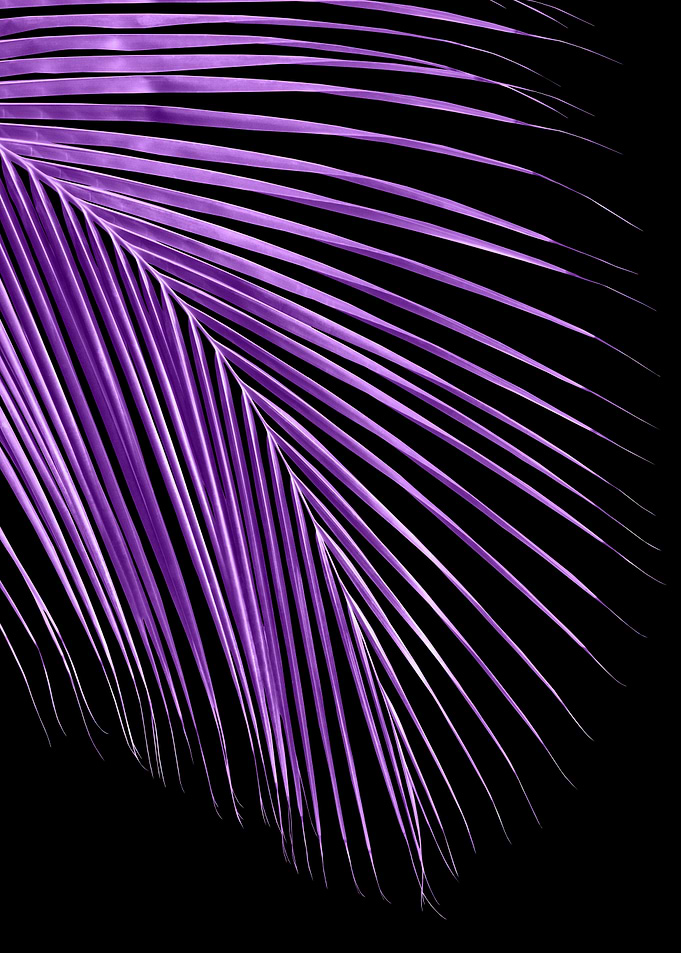 Minimal Purple Palm 1