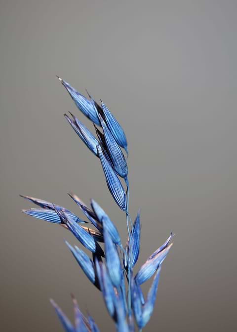 Blue wheat plant close up
