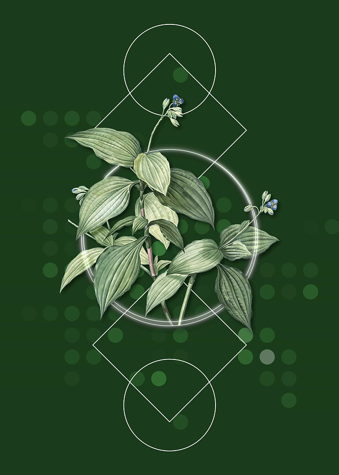 Tradescantia Erecta Flower