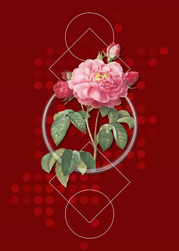 Duchess of Orleans Rose