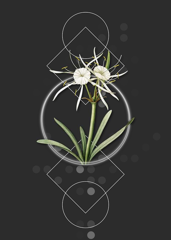Streambank Spiderlily