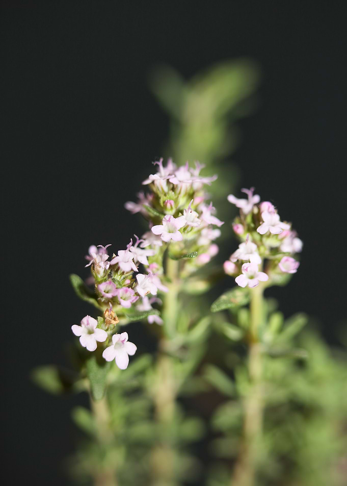 Thymus vulgaris flowering