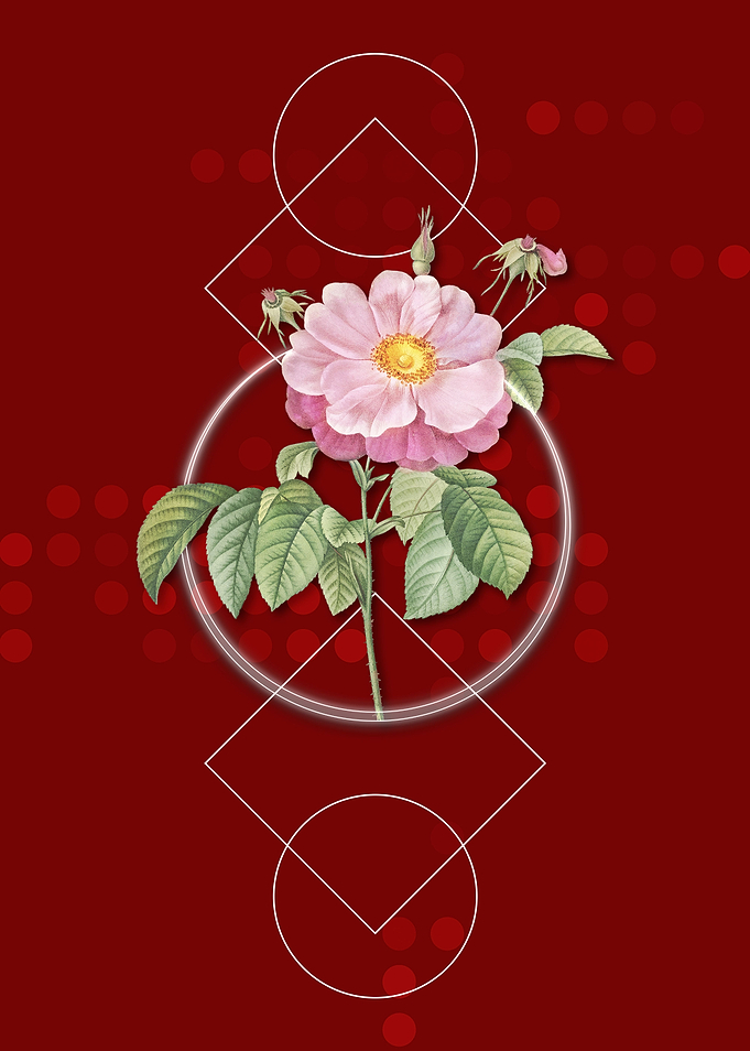 Speckled Provins Rose