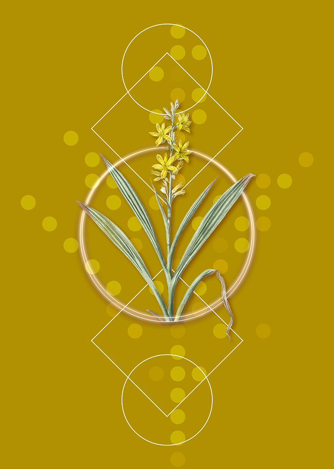 Wachendorfia Thyrsiflora