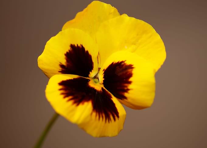 Viola flowering close up