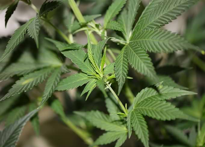 Marihuana plant close up
