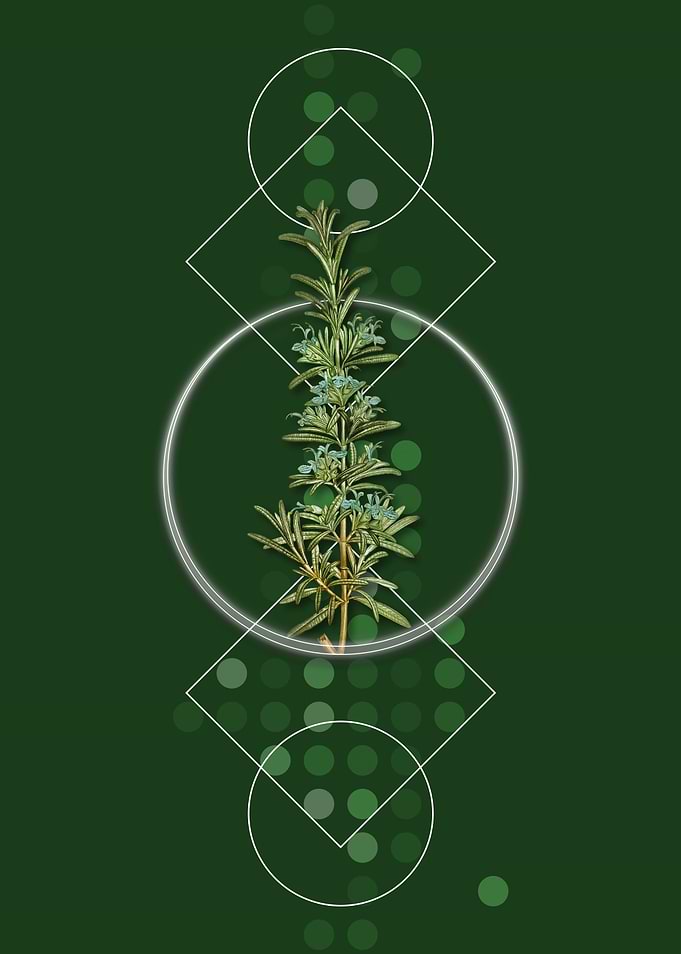 Vintage Rosemary Herb