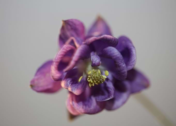 Aquilegia vulgaris flower