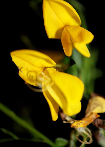 Spartium jenceum flowering