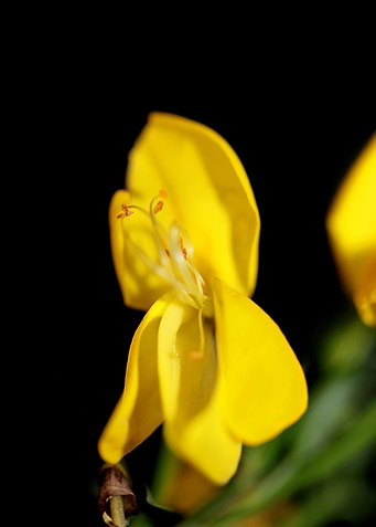 Spartium jenceum flowering