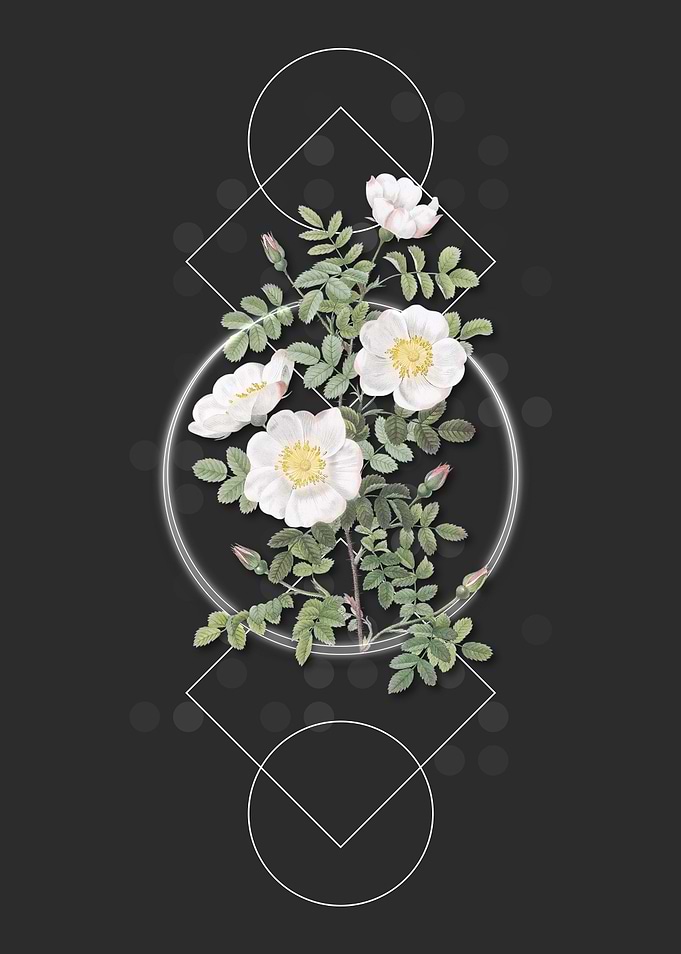 Vintage White Burnet Roses