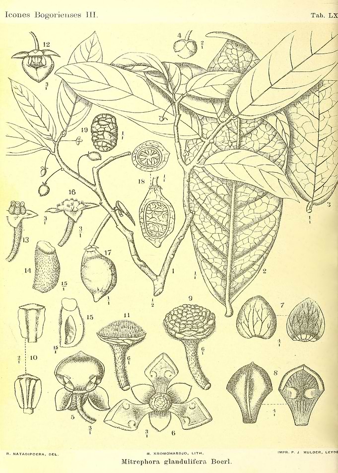Mitrephora glandulifera