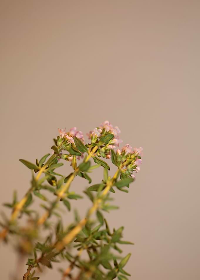 Thymus flowering close up